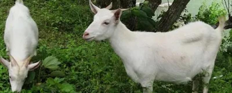 母山羊有角吗?母山羊和公山羊的区别 母山羊有角和胡子吗