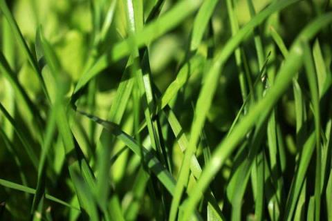 韭菜怎么种植方法，怎么存储