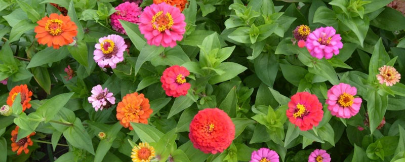 大理菊怎么种植 大理菊根什么时候种