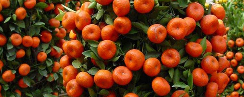 代代橘的养殖栽培方法 盆栽橘子树怎么修剪