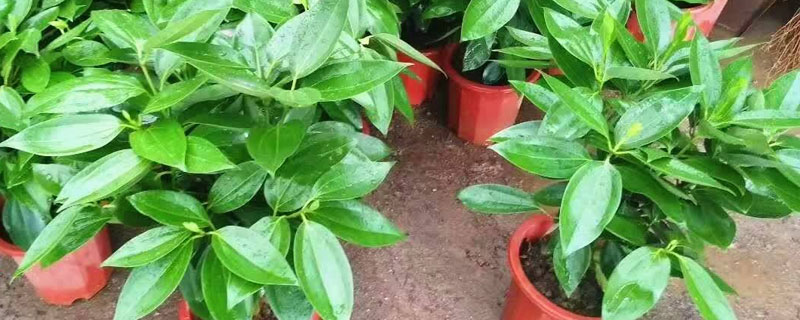 平安树的养殖方法和注意事项(幸福树的养殖方法和注意事项)