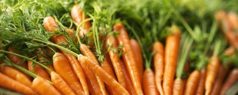胡萝卜怎么种植，附种植方法（胡萝卜的种植方法）