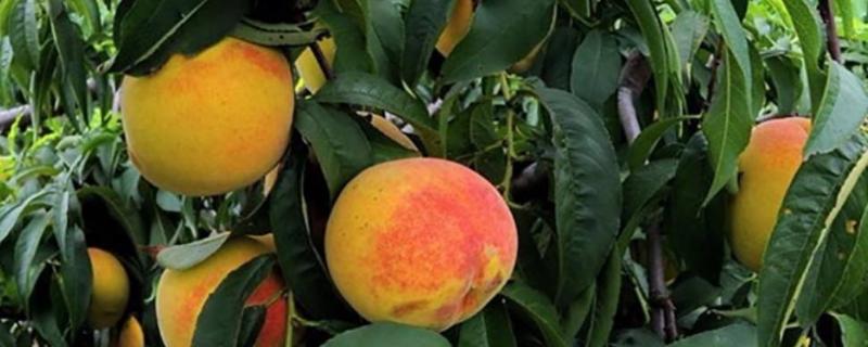 黄桃施肥时间，施什么肥料好 黄桃施肥最佳时间及重量