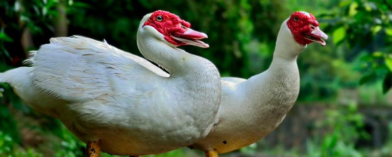 洋鸭是什么鸭，洋鸭和鸭子的区别 洋鸭和普通鸭子的区别