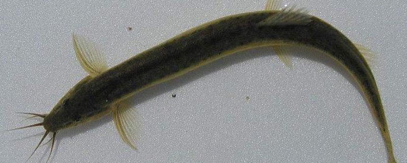 泥鳅在家怎么养活,泥鳅可以几天不吃东西