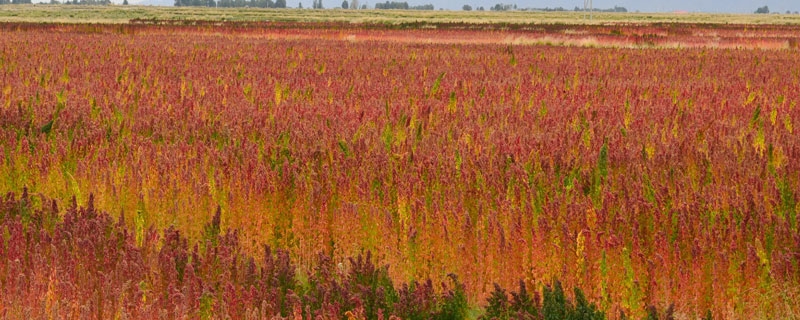 藜麦种植时间，一般在春末时节种植（藜麦如何种植什么时间种植）