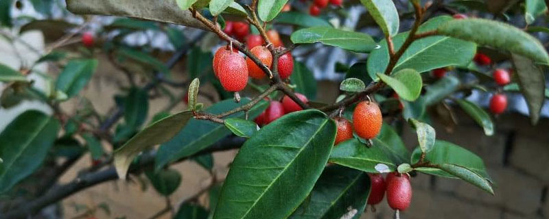 羊奶果种植技术 羊奶果种植技术和栽培