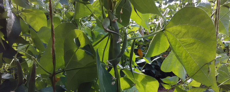 架豆王种植技术和要求 架豆王栽培技术