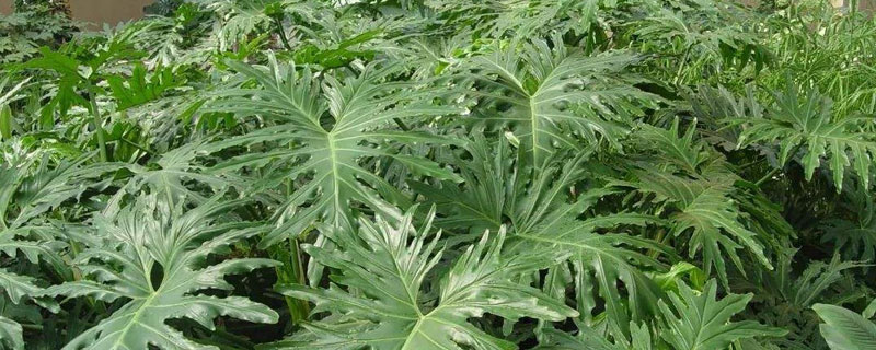 春羽的养殖方法（春羽的养殖方法和注意事项）