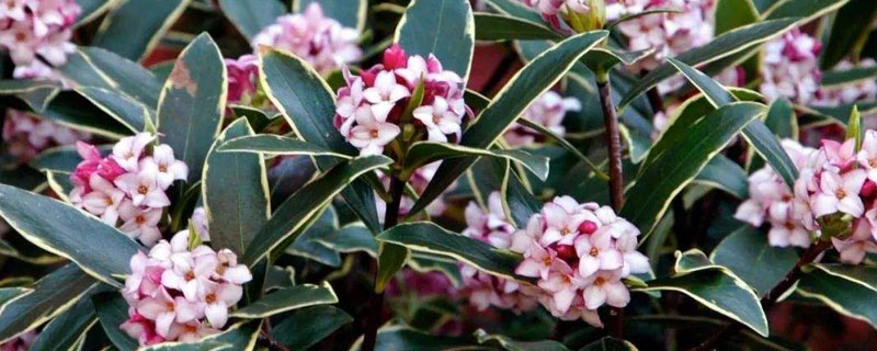 金边瑞香的养殖方法(金边瑞香的养殖方法和注意事项温度)