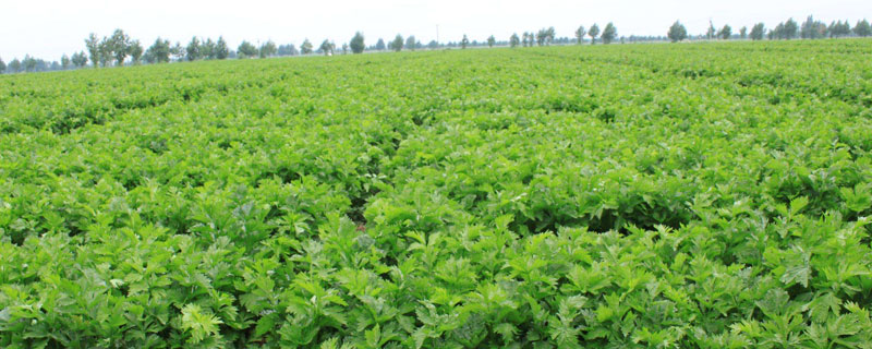 芹菜苗怎么栽（芹菜苗怎么栽上就长杆子了）