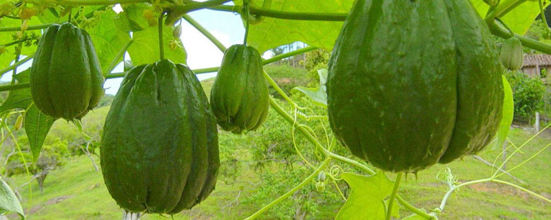 怎样种佛手瓜种植（佛手瓜最简单的种植方法）