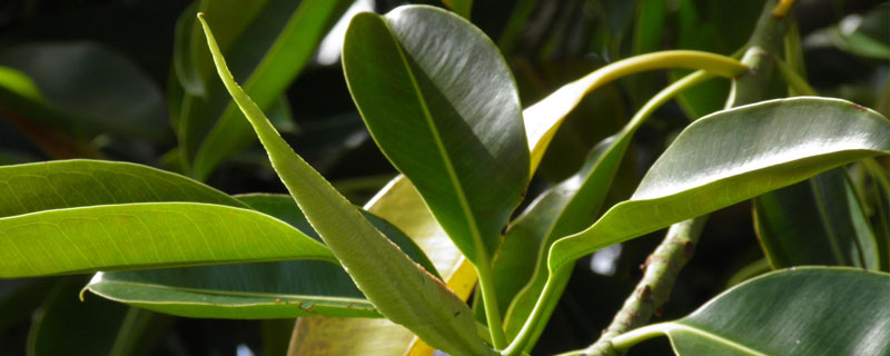 橡皮树的养殖方法和注意事项（夏季橡皮树的养殖方法和注意事项）