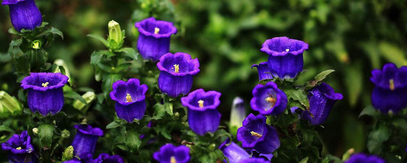 丹麦风铃草的养殖方法（丹麦风铃草的养殖方法和注意事项重瓣）