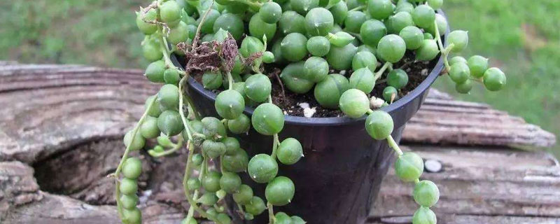 翡翠吊兰养殖方法 翡翠珍珠吊兰盆景怎么养