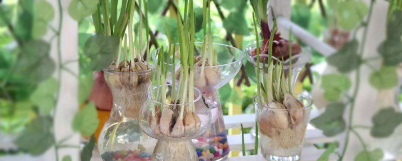 大蒜水培种植方法如下