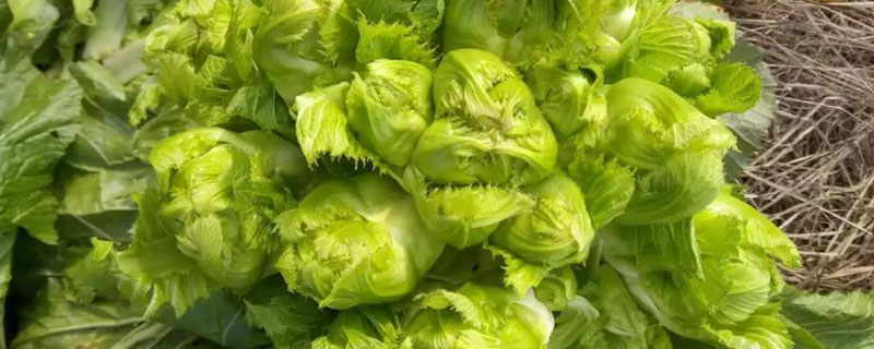 儿菜种植时间和方法 早熟儿菜种植时间和方法