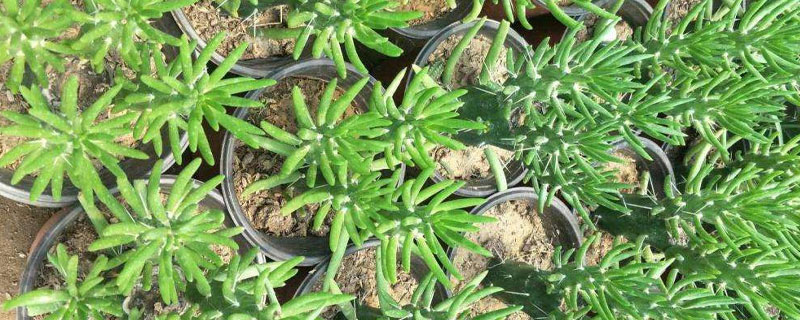 沙漠将军棒的养殖方法（沙漠将军棒能长多大）