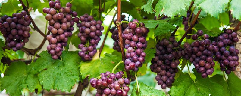 葡萄施高钾的时间，葡萄钾含量高吗 葡萄施钾肥过量的坏处