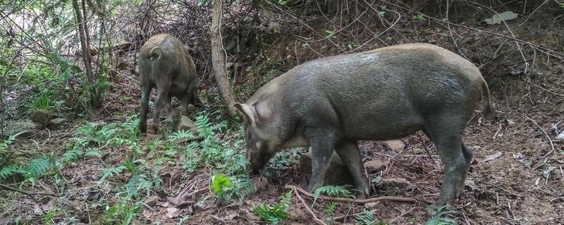 野猪的寿命有几年,野猪在白天出来活动还是晚上