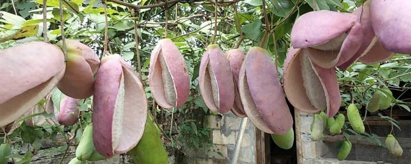 八月瓜种植技术及条件 八月瓜种植技术及地区