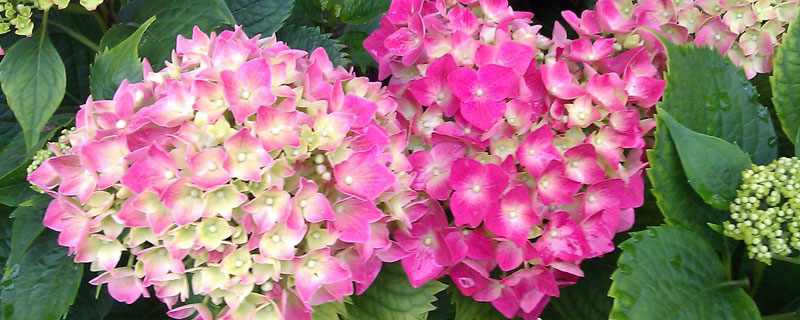 洋绣球花的养殖方法和注意事项 洋绣球花怎么养殖