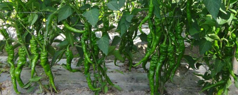 长辣椒的种植方法和时间(辣椒的种植时间和生长期)