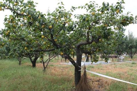 果树秋季施肥时间,有几种方法,附注意事项