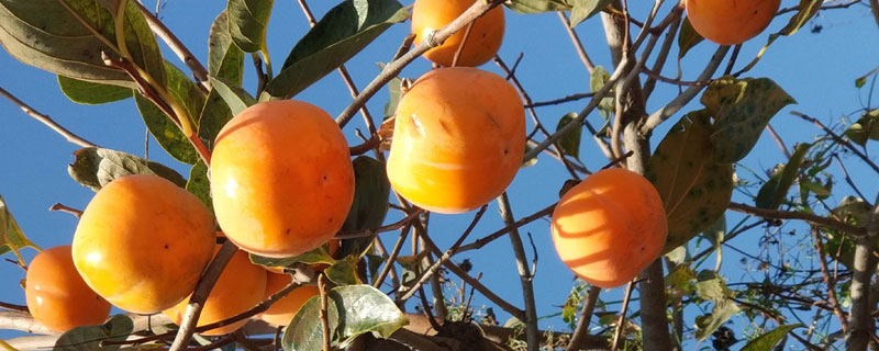 柿子种植时间 柿子什么时候移栽