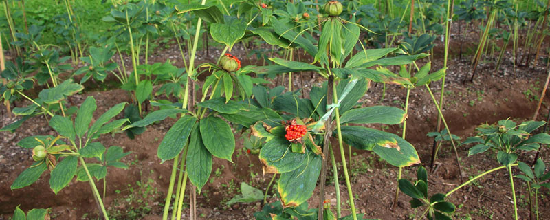 重楼种植一亩要多少苗（重楼种植一亩投资多少钱）