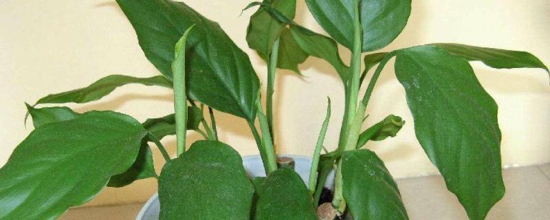 万年青的养殖方法和注意事项 玉树的养殖方法和注意事项