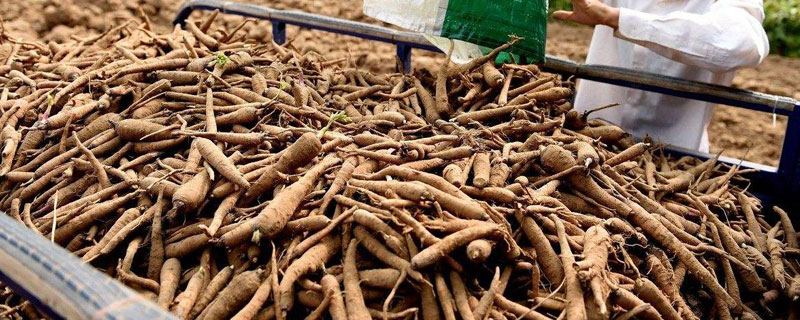 白芷亩产量多少(白芷亩产量多少斤)