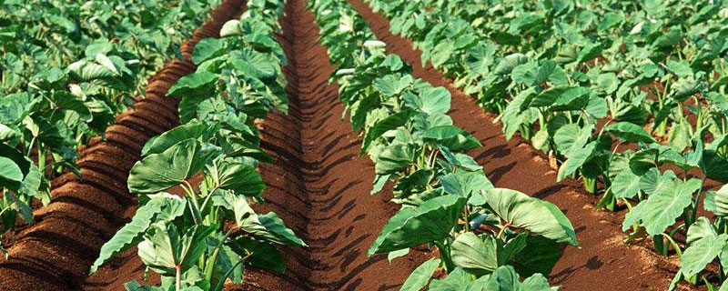 芋头种植需要多长时间（芋头种植需要多长时间成熟）
