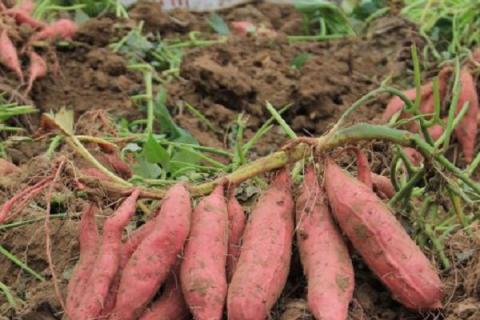 烟薯25平均亩产量