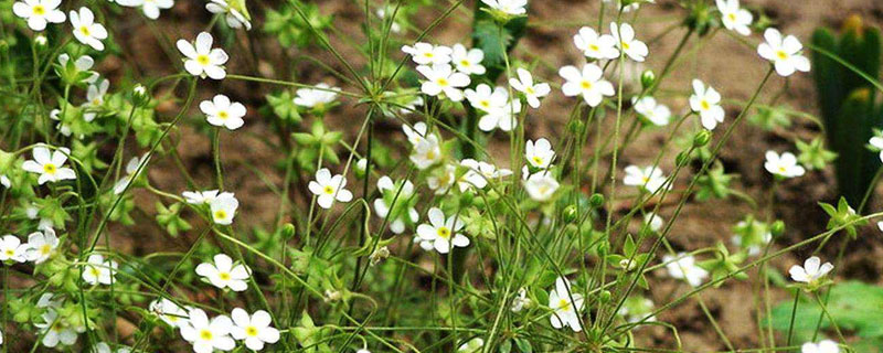 满天星的种植方法和注意事项,前期氮肥后期磷肥