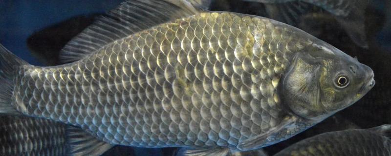 猪母乳的正确使用季节,猪母乳可以钓什么鱼