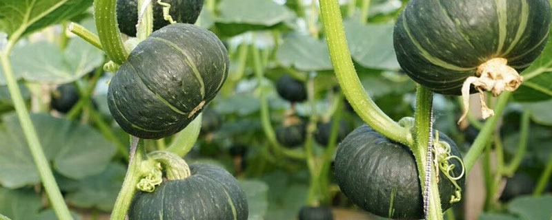 贝贝绿南瓜的种植方法 贝贝怎么种植