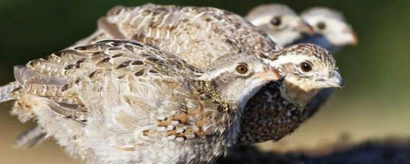 鹌鹑一年下多少蛋,附下蛋的前兆