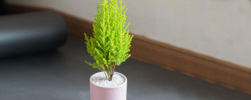 小香松的养殖方法(小香松盆栽如何种植)