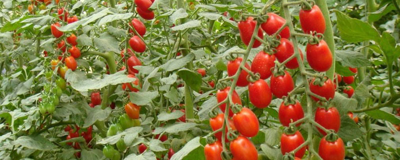 圣女果种植技术（圣女果种植技术与管理法视频）