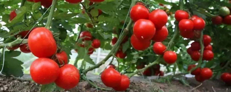 西红柿打头方法如下 西红柿怎样打头图例