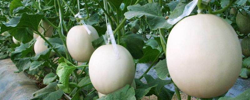 甜瓜几月份种植，什么时候成熟上市（甜瓜是几月份种的）
