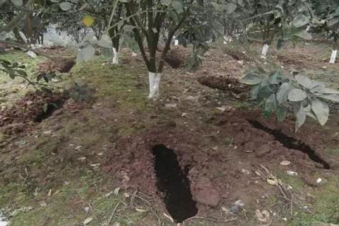 果树秋季施肥时间,有几种方法,附注意事项