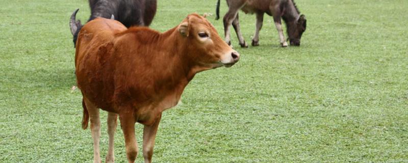 母牛发情前期表现,母牛产后多久才会发情