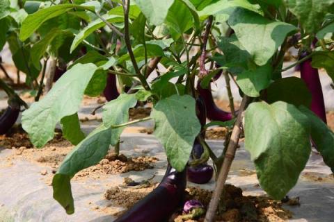 茄子怎么种植方法,多远距离一棵