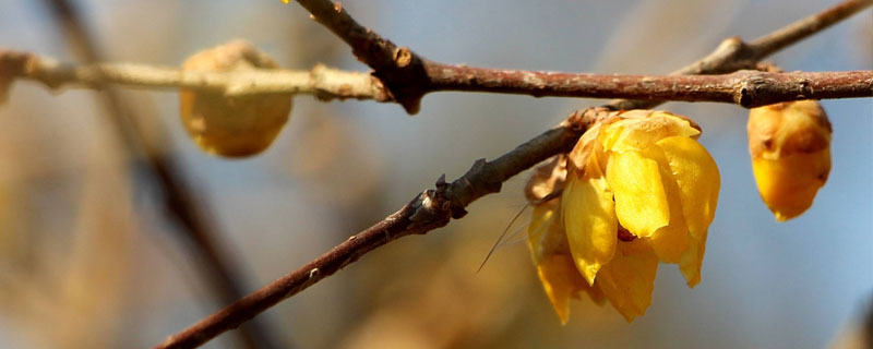 干枝梅种植栽培技术 干枝梅盆栽