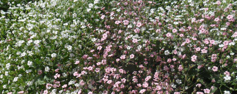 满天星种子种植方法和注意事项（满天星种子种植条件）