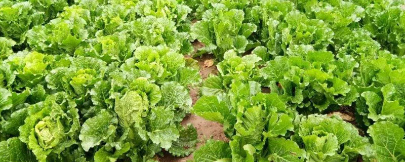 早春露地白菜种植技术 早春露地白菜种植技术上汽大通十九坐运营版的