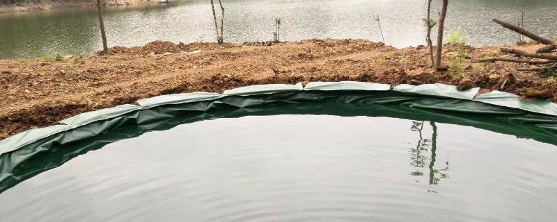 鲈鱼养殖新技术,鲈鱼的种类 养殖鲈鱼品种