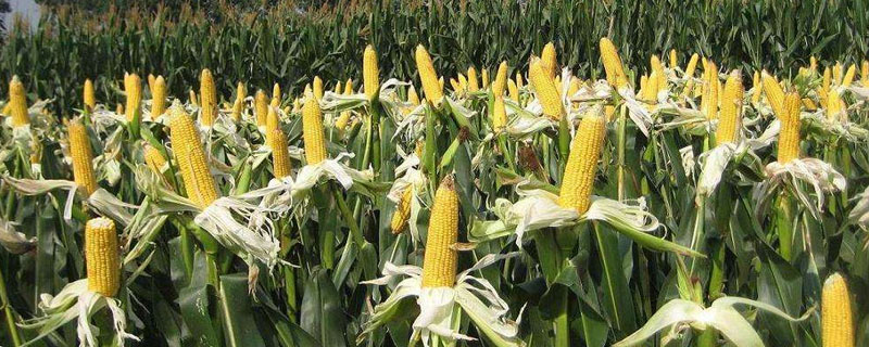 玉米高产栽培技术措施（高产玉米栽培技术与管理）